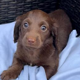 Peony - Chocolate female Dachshund puppy in Kentucky from Wonderful Weiners