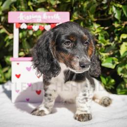 Hostess - Piebald female Dachshund puppy in Temecula, California from Naomi Magee's Dachshund Kennel