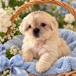 Jaxson - White male Shih Tzu puppy in Covington, Georgia from Top Hats 2  Shih Tzu’s