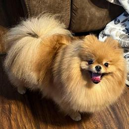 Betty - Pomeranian