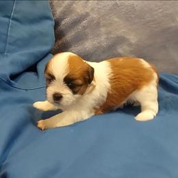 Boy 2 - Parti male Lhasa Apso puppy in Norman, Oklahoma from Steve's Puppies