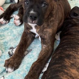 Boxer Puppies from Starlight Boxer Corner