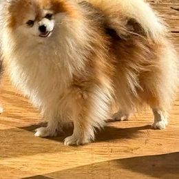 Tot - Pomeranian