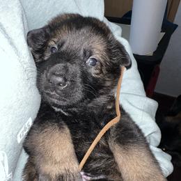 Romeo (brown collar) - Sable male German Shepherd puppy in Winterport, Maine from Vom Stevens Old Fashioned German Shepherds