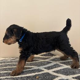 Denver - Black and tan male Airedale Terrier puppy in Huntersville, North Carolina from Cool Hand Luke Kennels