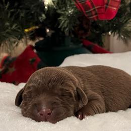 Teal - Chocolate female Labrador Retriever puppy in Heath Springs, South Carolina from Rich Hill Retrievers