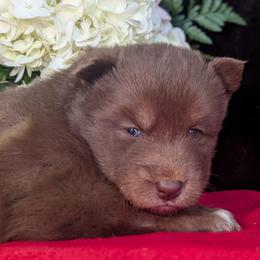 Kit - Red and white female Siberian Husky puppy in Coshocton, Ohio from Wyant Farms