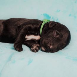 Goldendoodle Puppies from Warren Doodles