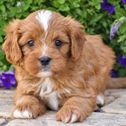 Austin - Red male Cavapoo puppy in Gap, Pennsylvania from Country View Puppies ( License 18816)