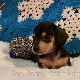Dachshund and Miniature Schnauzer Puppies from The Bossy Doxie Farm