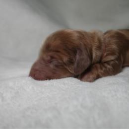 Charlie - Dapple female Dachshund puppy in Texarkana, Texas from Lolo&CoDachshunds