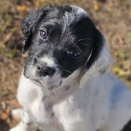 Full Black Masked Boy - Blue belton male English Setter puppy in Boise, Idaho from English Setters of the Eyrie