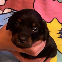MIDNIGHT - Black and tan male Dachshund puppy in Elizabethtown, Kentucky from Teeny Tiny Puppy Tails