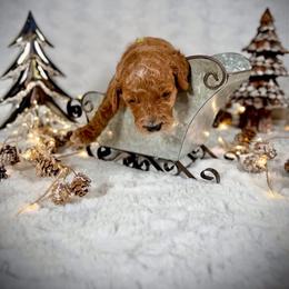 Goldendoodle Puppies from Jeremy Dafoe