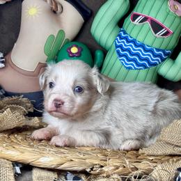 Capri - Red merle female Miniature Australian Shepherd puppy in California from Eagle River Aussies