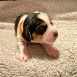 Girl 2 Orange - Black and white female Beagle puppy in Crestview, Florida from Alicia's Beagles
