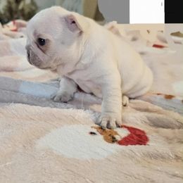 Honey - Cream female French Bulldog puppy in Star City, Arkansas from T4 Farms