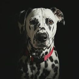 Lightning or  Lime Green collar - White and black male Dalmatian puppy in Decatur, Alabama from Hollytree Dalmatians