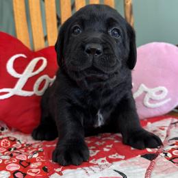 Boy 1 - Black male Labrador Retriever puppy in North East, Pennsylvania from Newara’s Dog House LLC