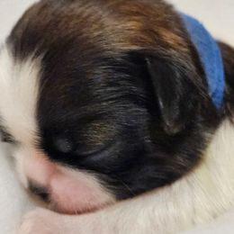 Blue collar boy - Tricolor male Shih Tzu puppy in Woodsfield, Ohio from ROSE LANE SHIH TZUS