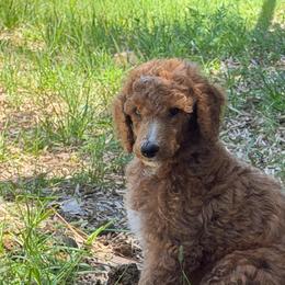'Ember': Muddy Foots Fire in the Hole - Apricot female Poodle puppy in Orlando, Florida from Sabrina Beck