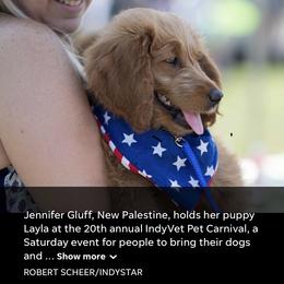Goldendoodle Puppies from Carefree Goldendoodles