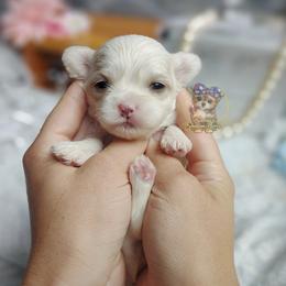 Korean Glen - White and tan male Mal-Shi puppy in Barren Springs, Virginia from Seeking Shalom Acres Maltese, Maltipoos & Havamalts