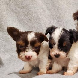 Biewer Terriers and Yorkshire Terriers from BiewerHeart Yorkies