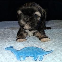 Brave - Tricolor male Shih Tzu puppy in Memphis, Tennessee from Lady and the Tramp