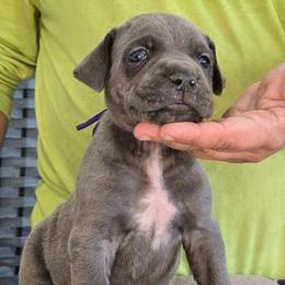 Purple Collar Girl - AKC and ICCF - Lightning X Lawman - Gray female Cane Corso puppy in Gorman, Texas from McOmber Country Kennels