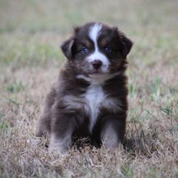 Cricket - female Australian Shepherd puppy in Wolfe City, Texas from Susan Warnock