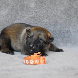 Orange - Sable female German Shepherd puppy in Cherryville, North Carolina from Masky Kennel