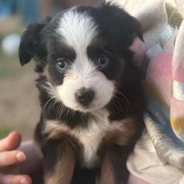 Skunky - Black tri female Toy Australian Shepherd puppy in Caddo Mills, Texas from R & W Aussies