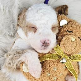 Aussiedoodles, Australian Mountain Doodles, French Bulldogs, and Poodles from The Kindred K9