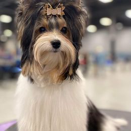 Biewer Terrier All Grown Up from Rose Creek Biewer Terriers