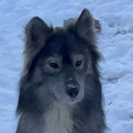 Soyala - Siberian Husky