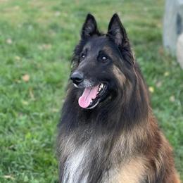 Jax - Belgian Tervuren