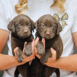 Labrador Retriever Puppies from Mid-Columbia Labradors