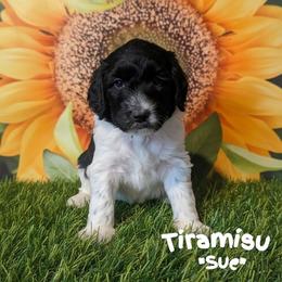 Sue - Black and white female Sheepadoodle puppy in Berwick, Pennsylvania from Wright’s Wiggle Butts
