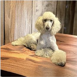 Scotty - White Poodle puppy in Redding, California from Canyon Creek Kennels