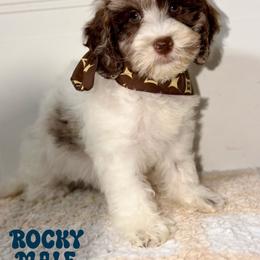 Rocky Chocolate Part Merle - Merle male Australian Labradoodle puppy in Beecher, Illinois from Erica’s Doodles