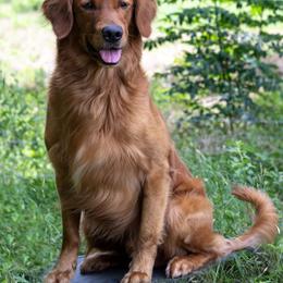 Golden Retriever Puppies from True Grit Golden Retrievers