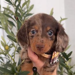 Weenie - Dapple male Dachshund puppy in North Fort Myers, Florida from Trust Fund Devil Kennel