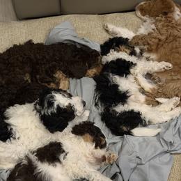 Assorted Doodle Crosses puppies from Dans Doodlez
