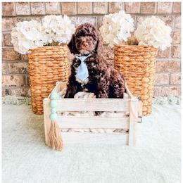 Onyx - Brown male Bernedoodle puppy in Lake City, Florida from 224 Doodles and Poodles