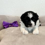 Girl 1 (Purple Bow) - Black and white female Mal-Shi puppy in National City, California from NCStellarPuppies