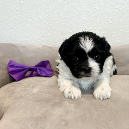 Girl 1 (Purple Bow) - Black and white female Mal-Shi puppy in National City, California from NCStellarPuppies