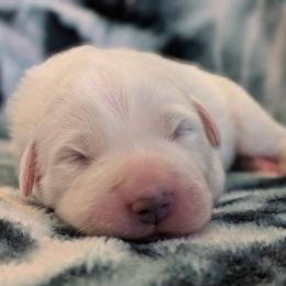 Everest - White male Great Pyrenees puppy in Tombstone, Arizona from WeVolution Off-Grid