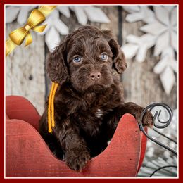 Radar - Brown male Cockapoo puppy in Connersville, Indiana from Deaz Doodle Ranch