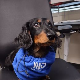 Detective - Dachshund